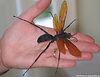 Tarantulahawk-large_thumb